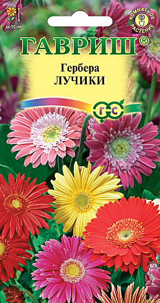 Ц Гербера Лучики Гавриш
