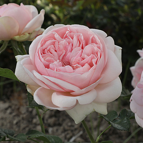 Роза Демюр Леди ч/г Садовита