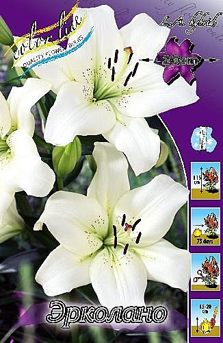 0530 Лилия Эрколано ла 7шт/1шт