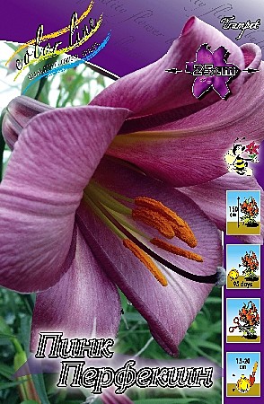 1339 Лилия Пинк Перфекшн трубч 5шт/1шт