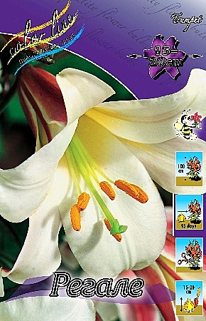 1346 Лилия Регале трубч 5шт/1шт