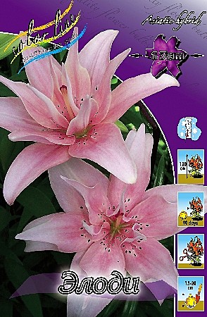 1773 Лилия Элоди азиат махр 5шт/1шт