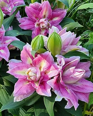 2436 Лилия Фокси спринг сюрприз вост 5шт/1шт