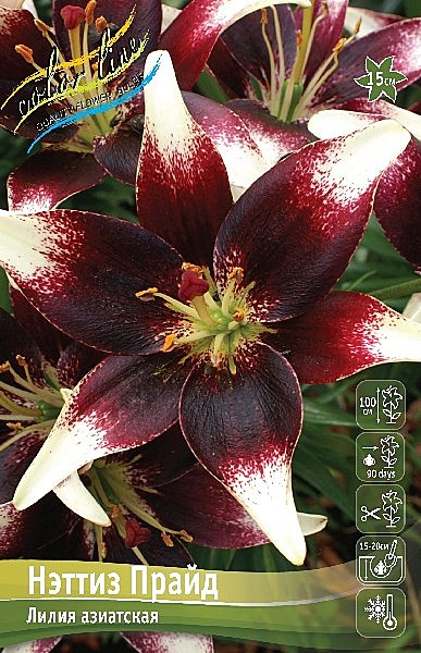 3715 Лилия Неттиз Прайд азиат 5шт/1шт