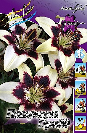 3739 Лилия Патриция Прайд азиат 5шт/1шт