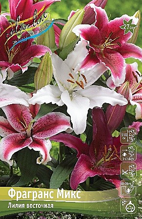 9934 Лилия Фрагранс микс 5шт/1шт