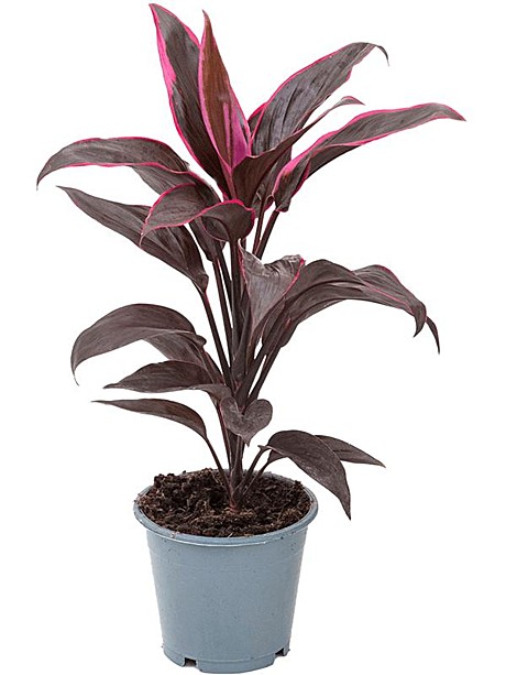 Кордилина Мамбо 12