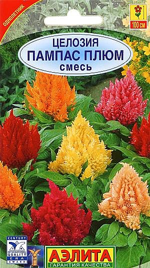 Ц Целозия Пампас Плюм перис. см. Аэлита