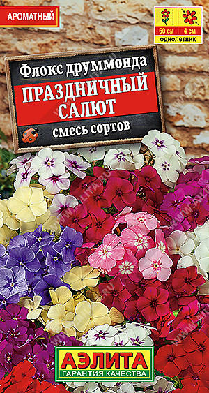 Ц Флокс Праздничный салют Аэлита