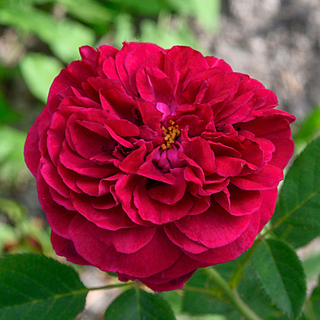 Роза Уильям Шекспир 2000 англ. Садовита