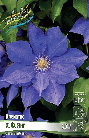 4677 Клематис Х.Ф.Янг 2шт/1шт