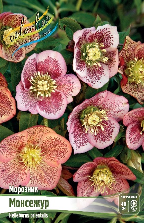 Изображение товара