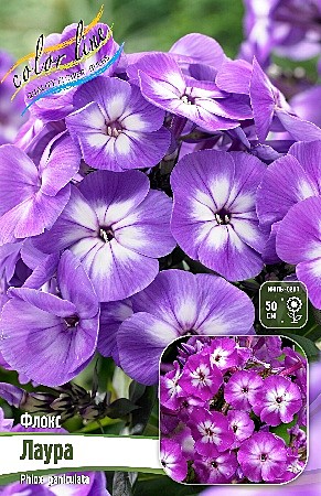 8650 Флокс Лаура   2шт /1шт/