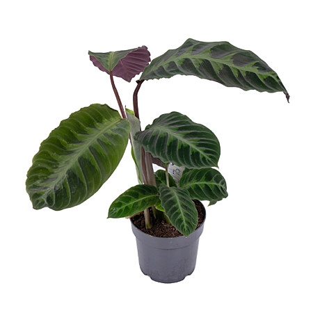 Калатея Варшевичи 10