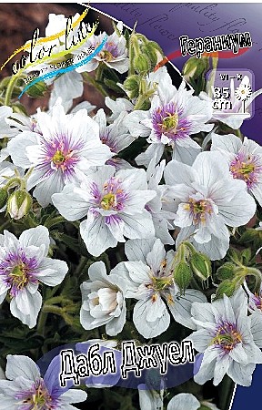 3457  Гераниум Дабл джуел 1шт 