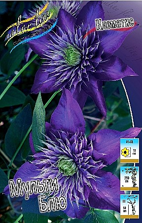 6204 Клематис Мульти Блю 2шт /1шт