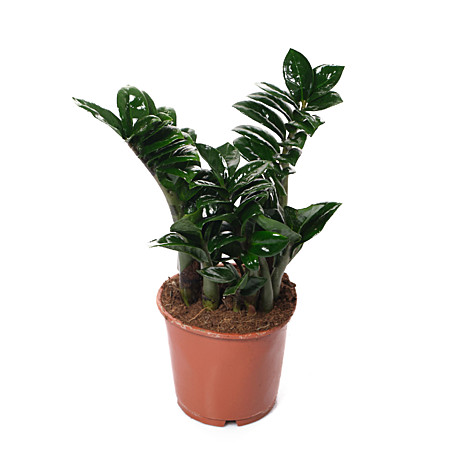 Замиокулькас Зензи 12