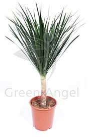 Драцена Драко 16