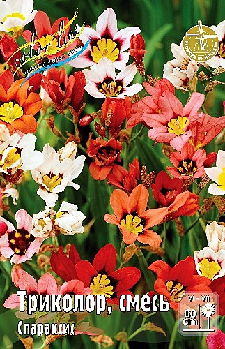 5311 Спараксис Триколор, смесь 10шт(1шт)