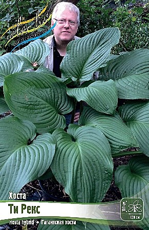 7947 Хоста Ти Рекс 25/1шт