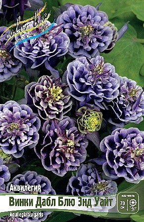 8039 Аквилегия Винки Дабл блю энд Уайт 2шт/1шт
