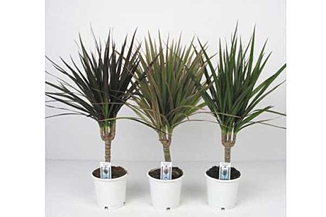 Драцена Маргината микс 11