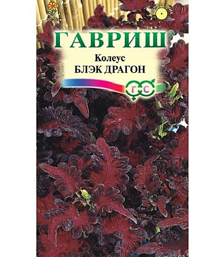 Ц Колеус Блэк Драгон Гавриш