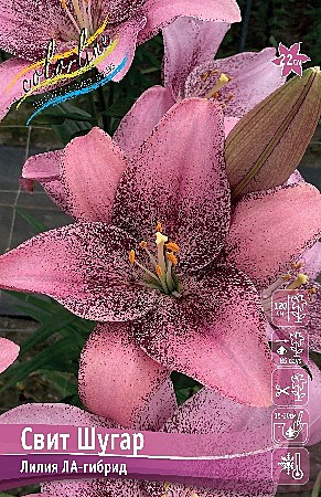 0113 Лилия Свит Шугар ла 7шт/1шт
