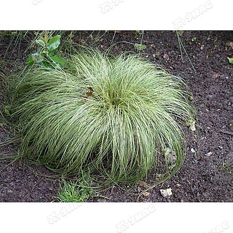 Ц Осока Мист Амазон Престиж