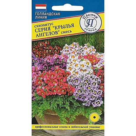 Ц Схизантус Крылья ангела Престиж