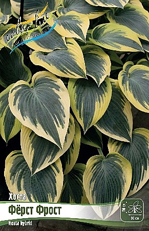 4409 Хоста Ферст Фрост 1шт