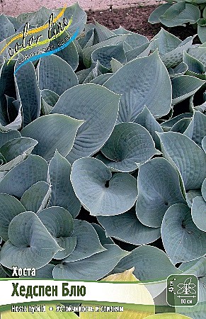 5294 Хоста Хедспен Блю 1шт