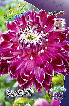 2403 Георгина Ванкувер макси 1шт