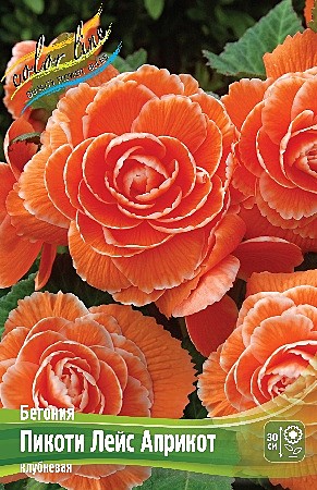 9275 Бегония Пикоти Лейс Априкот 2шт/1шт