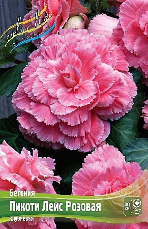9282 Бегония Пикоти Лейс Розовая 2шт/1шт