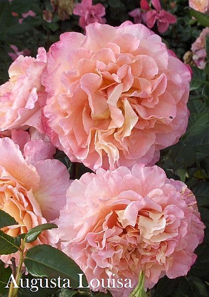 Роза Аугуста Луиза ч/г Садовита