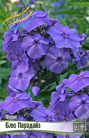 6039 Флокс Блю Парадайз 2шт/1шт