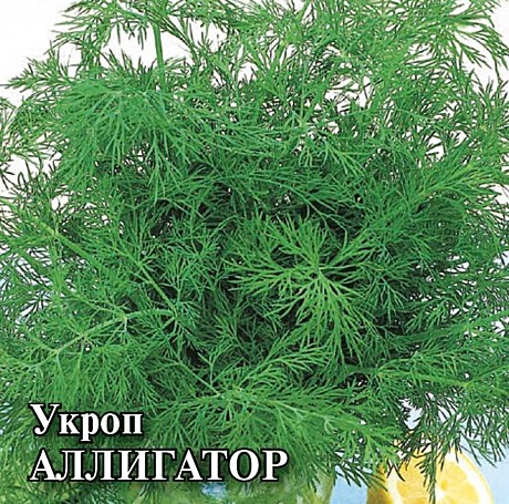 Укроп Аллигатор 25гр Гавриш