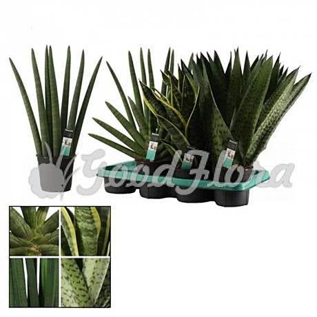 Сансевиерия  10