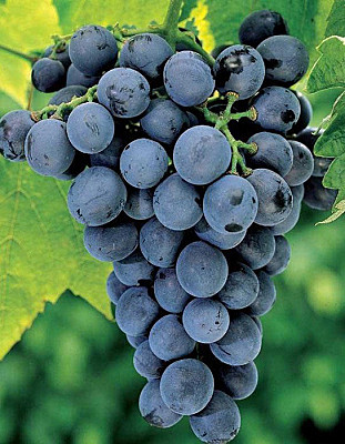 Виноград
