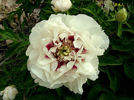 4461 Пион Шелковая вуаль рока древовидный 1шт