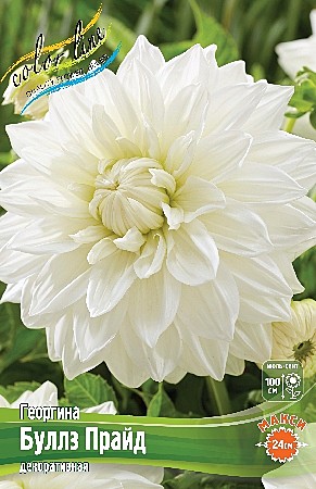 4847 Георгина Буллз Прайд 1шт