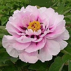 5869 Пион Синий Сапфир древовидный 1шт