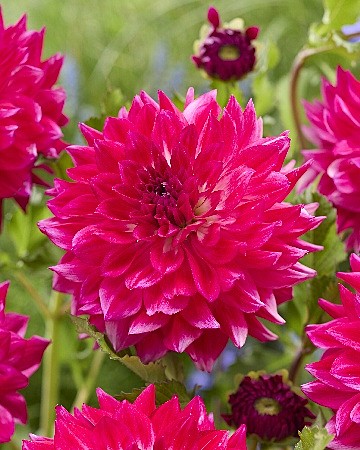 5872 Георгина Диамонд Дебютант 1шт