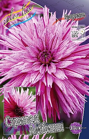 8027 Георгина Стрипед Амбишен 1шт