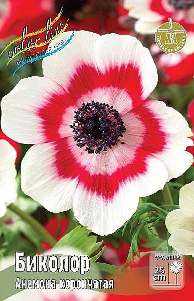8382 Анемона Биколор 10шт/1шт
