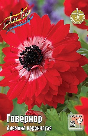 8412 Анемона Говернор 10шт/1шт