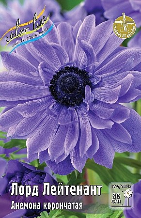 8450 Анемона Лорд Лейтенант 10шт/1шт