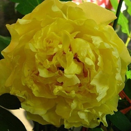 8986 Пион Золото Поднебесной древовидный 1шт