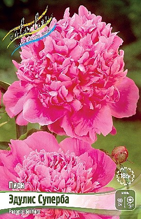 9465 Пион Эдулис Суперба 1шт